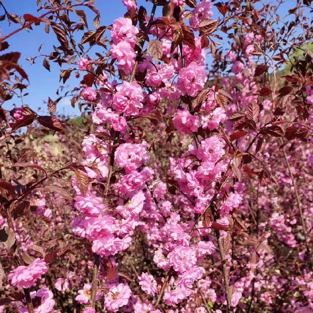 榆叶梅 榆叶梅价格  彦涛苗圃  绿叶重瓣榆叶梅 花色艳丽 