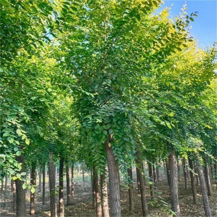  金叶榆树 金叶榆工程苗2至10公分 枝条密集 树冠丰满 量大价低