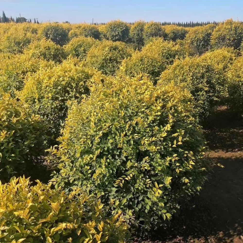 基地直销 金叶榆 风景树 金叶榆价格 品质保障