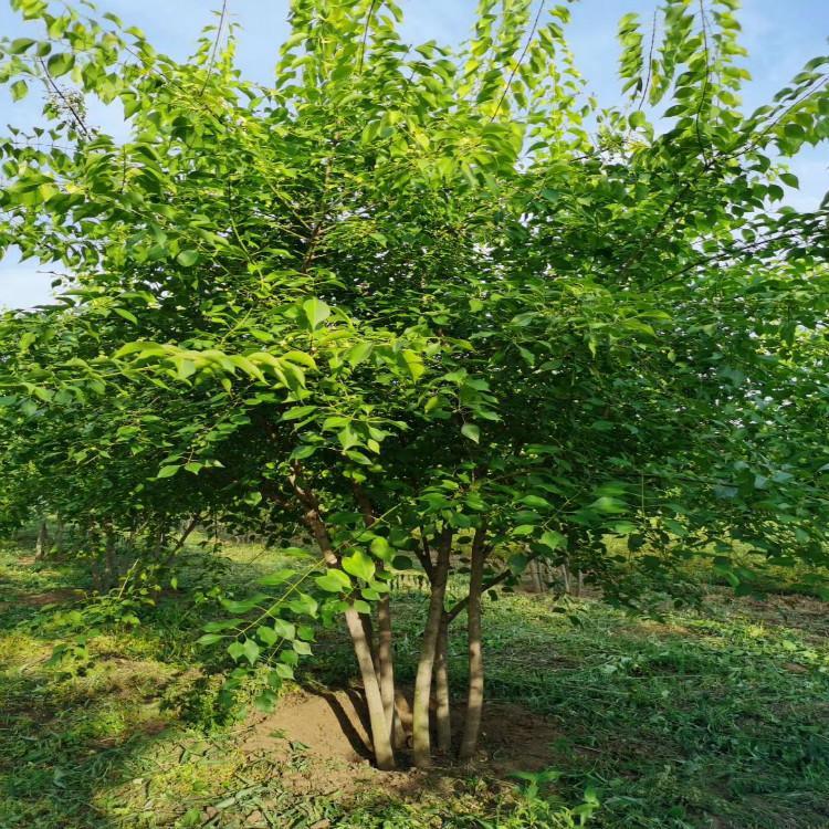 丛生卫矛批发 桃叶卫矛 卫矛价格 苗圃基地直销