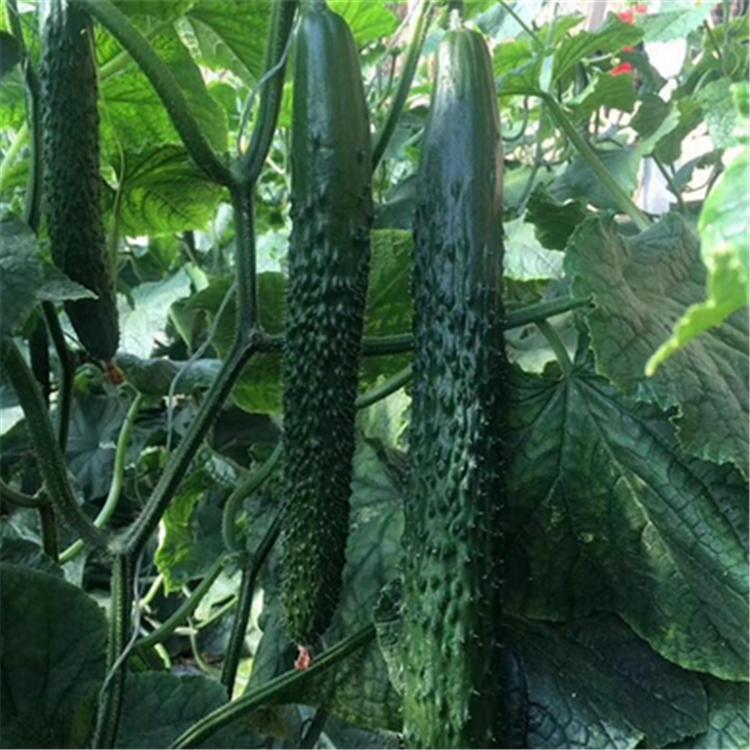 绿龙黄瓜种子黄瓜苗黄瓜种植基地精选黄瓜种批发5g 诚招各地代理商