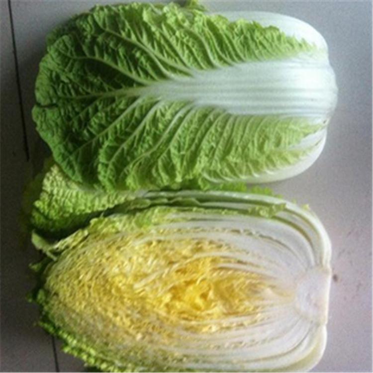 蔬菜种子 鼎峰白菜种 农家蔬菜籽大白菜种子 黄心白菜 10g 诚招各地代理商