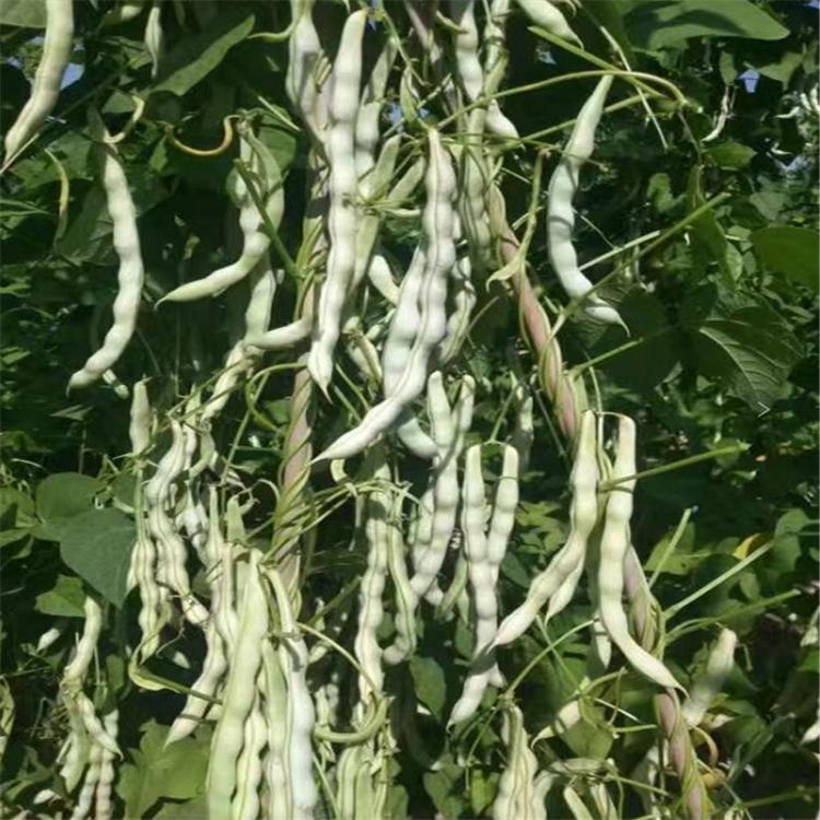 奥尼尔芸豆种子架豆种子芸豆苗高产芸豆种子批发 200g 诚招各地代理商