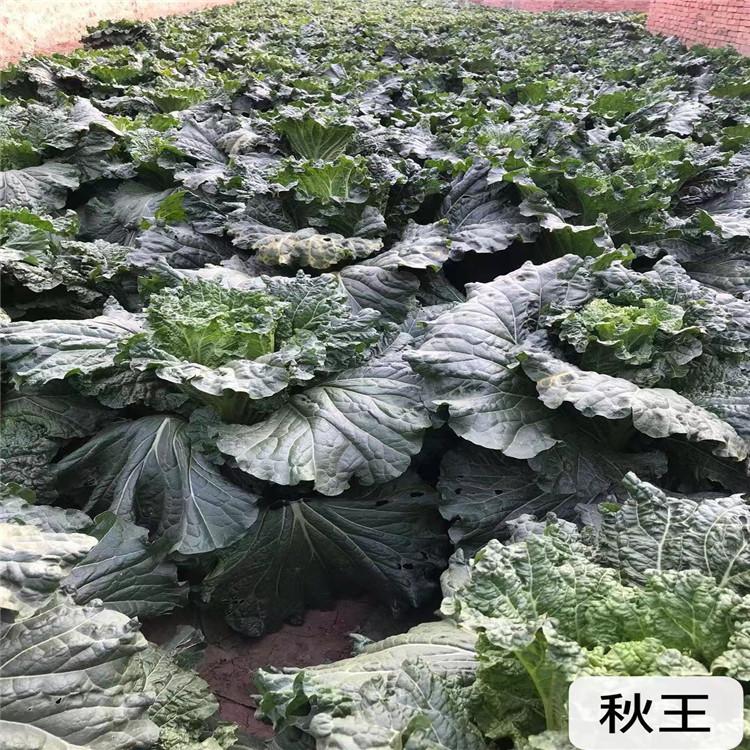 蔬菜种子黑菜王白菜种 农家蔬菜籽大白菜种子10g 诚招各地代理商