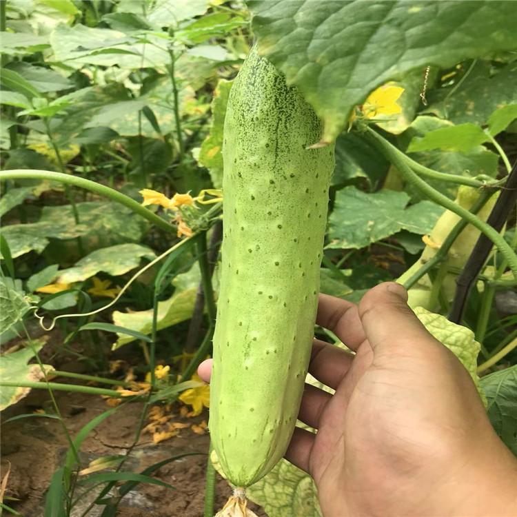 春秋508 旱黄瓜种苗 迷你黄瓜苗 水果黄瓜苗5g 诚招各地代理商