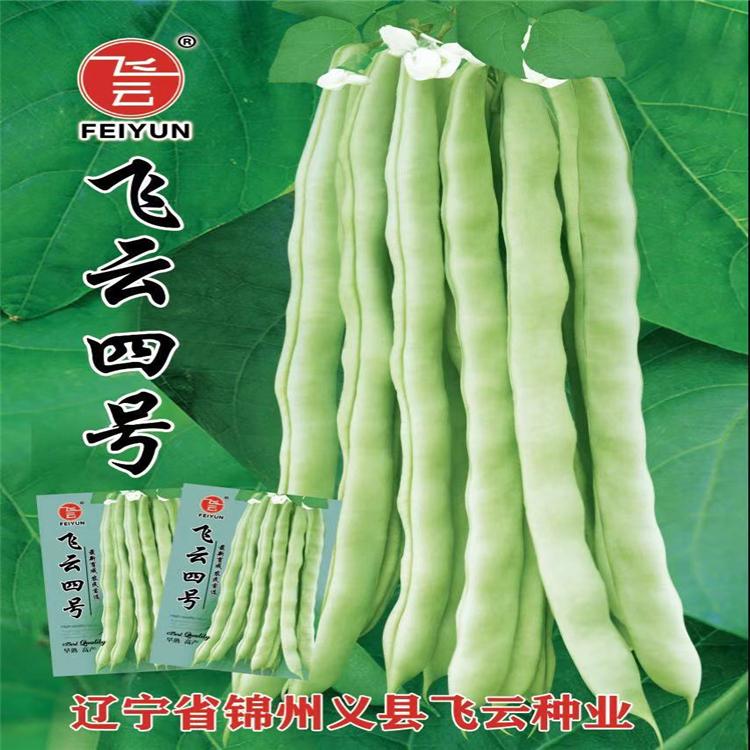 飞云四号芸豆种子架豆种子芸豆苗高产芸豆种子批发 100g 诚招各地代理商